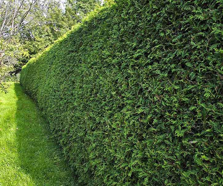 hedges
